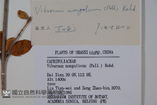 蒙古莢迷藏品圖，第2張