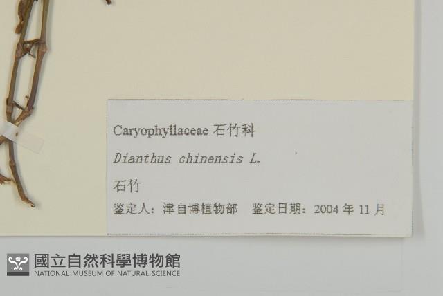 石竹、洛陽花、剪絨花藏品圖，第2張