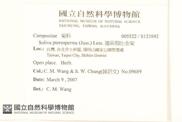 翅果假吐金菊藏品圖，第2張