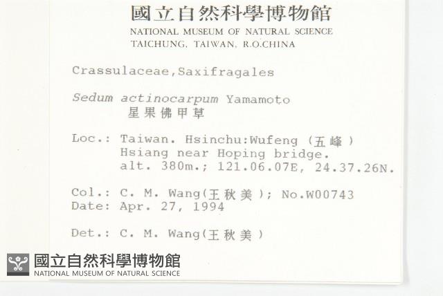 星果佛甲草藏品圖，第2張