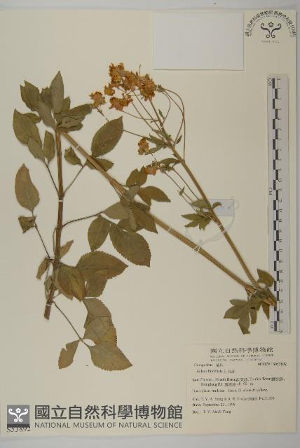 鬼針藏品圖，第4張