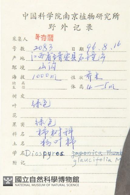 浙江柿藏品圖，第2張