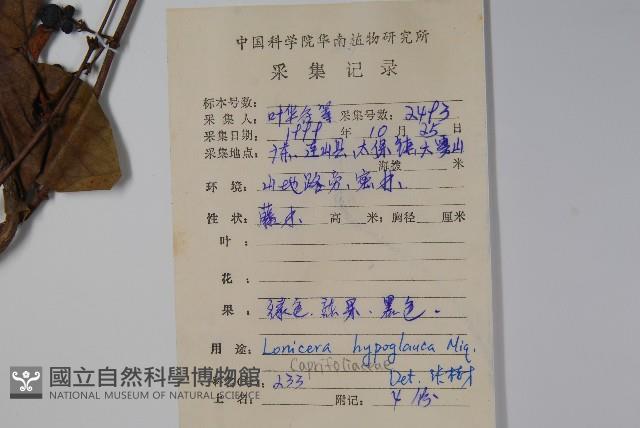 裡白忍冬、紅腺忍冬藏品圖，第2張