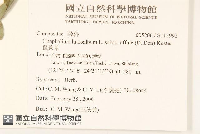 鼠麴草藏品圖，第2張