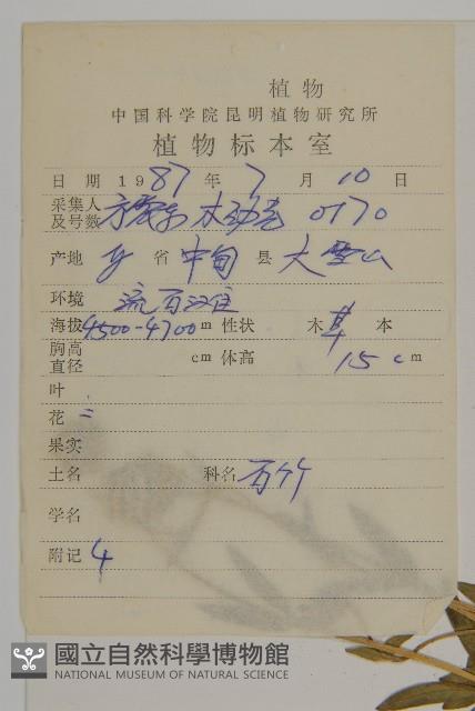 寬葉變黑繩子草藏品圖，第2張