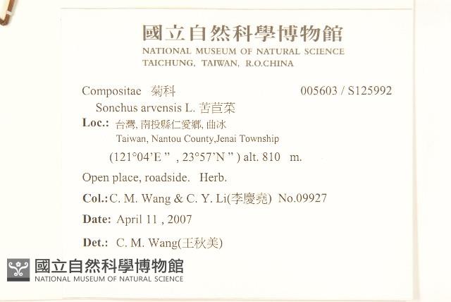 苦苣菜藏品圖，第2張