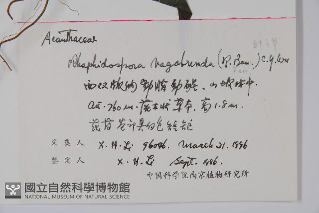 針子草藏品圖，第2張