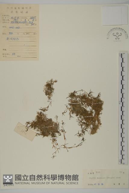 瓜槌草、漆姑草藏品圖，第1張