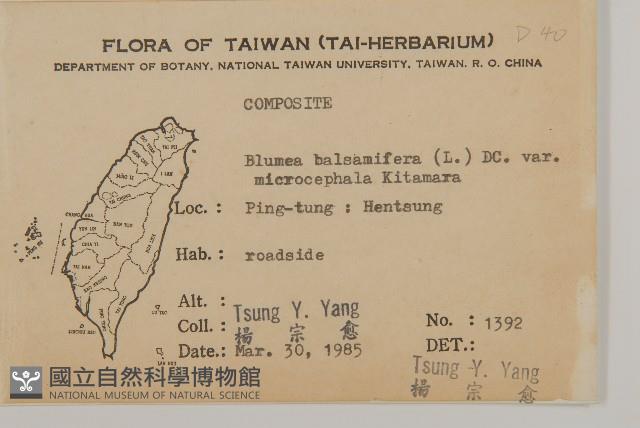 艾納香藏品圖，第2張