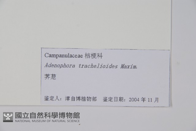 薺苨藏品圖，第2張