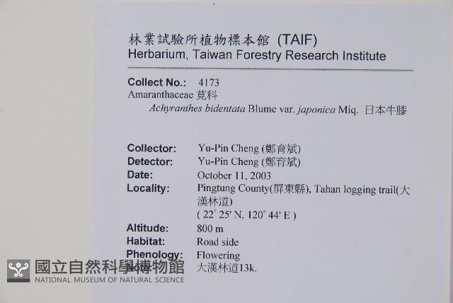 日本牛膝藏品圖，第2張