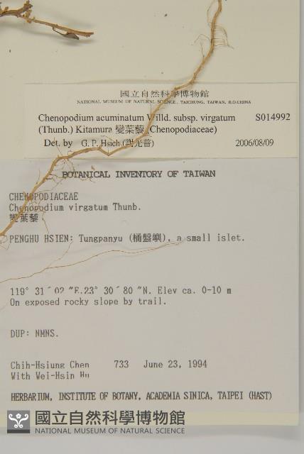 變葉藜藏品圖，第2張