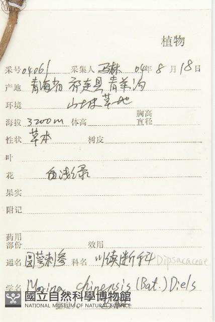 圓萼刺續斷藏品圖，第2張