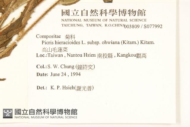 高山毛蓮菜藏品圖，第2張