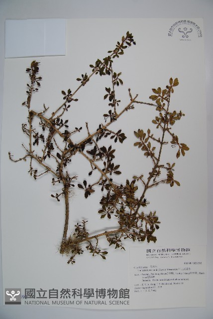 川上氏忍冬藏品圖，第1張