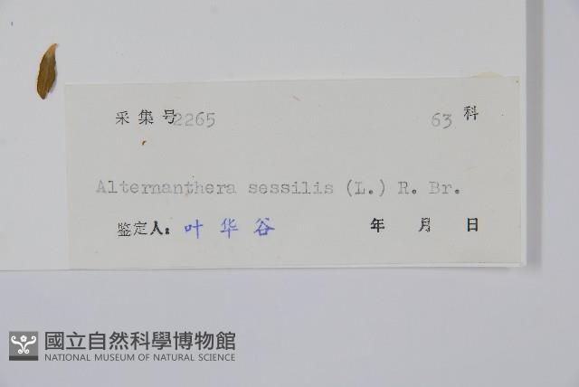 蓮子草藏品圖，第2張