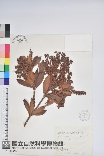 臺灣馬醉木藏品圖，第1張