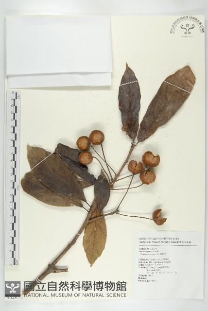 猴歡喜藏品圖，第1張