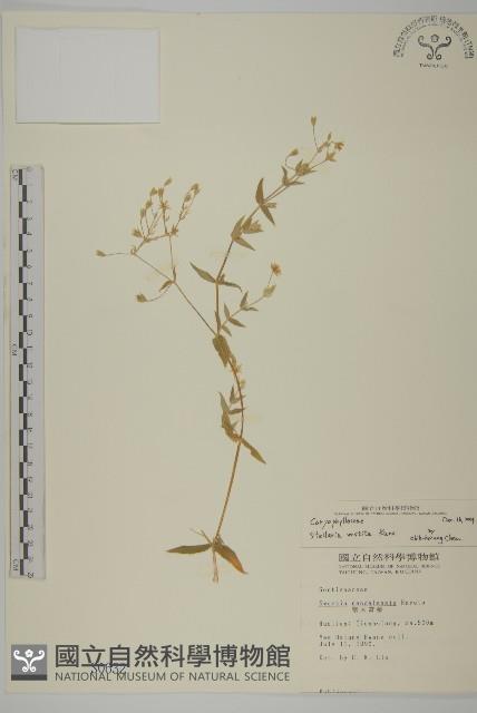 疏花繁縷藏品圖，第1張