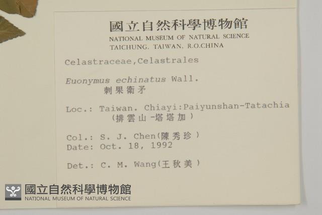 刺果衛矛藏品圖，第2張