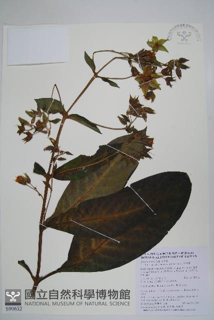 假酸漿藏品圖，第1張