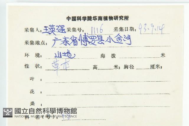 金錢草、錦地羅藏品圖，第2張