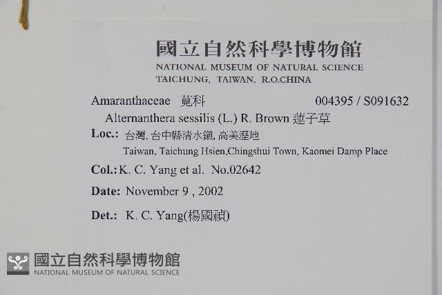 蓮子草藏品圖，第2張