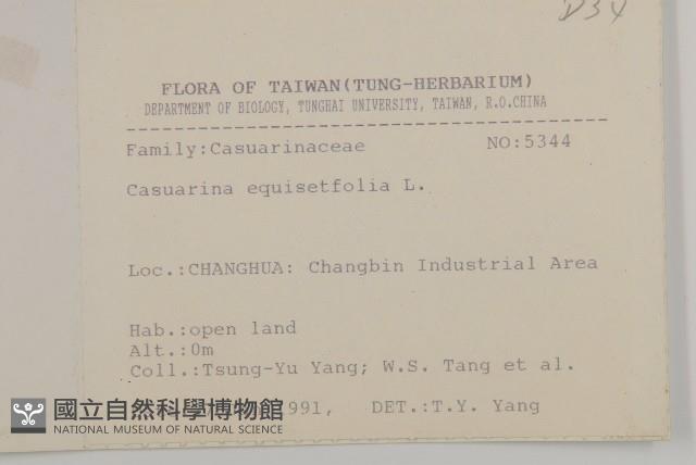 木麻黃藏品圖，第2張