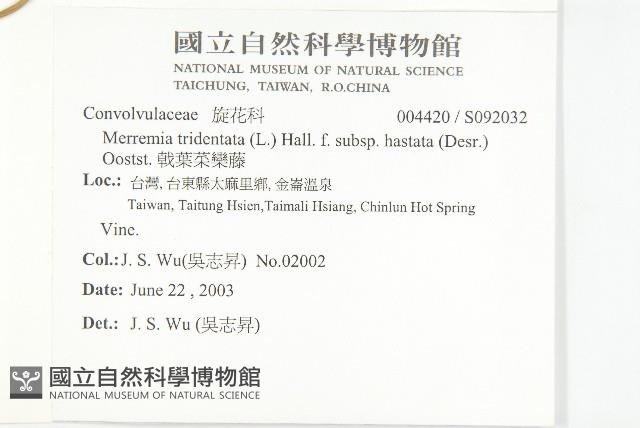 戟葉菜欒藤藏品圖，第2張