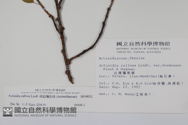 硬齒獼猴桃藏品圖，第2張