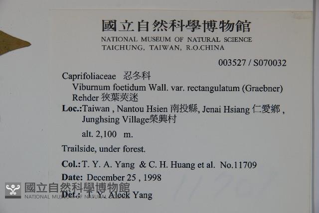 狹葉莢迷藏品圖，第2張