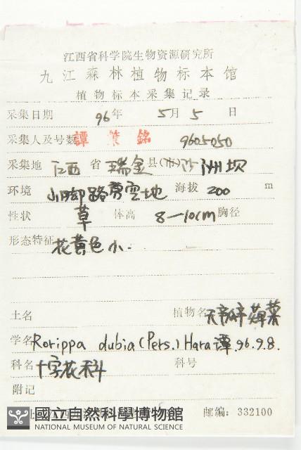 小葶藶藏品圖，第2張