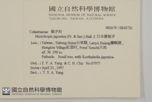 日本賽衛矛、日本假衛矛藏品圖，第2張