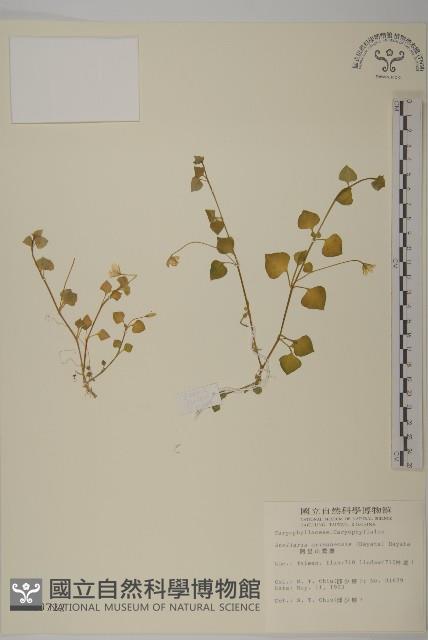 阿里山繁縷藏品圖，第1張