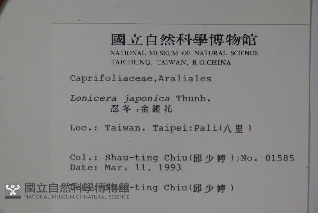 忍冬、金銀花藏品圖，第2張