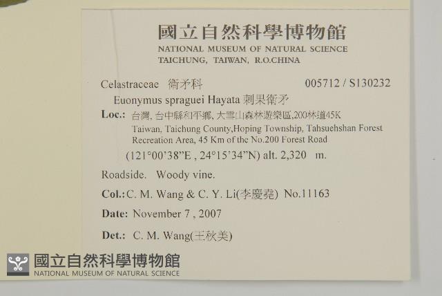 刺果衛矛藏品圖，第2張