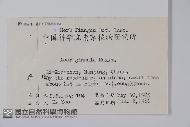 華北茶條槭藏品圖，第2張