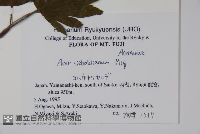 塞波德槭藏品圖，第2張