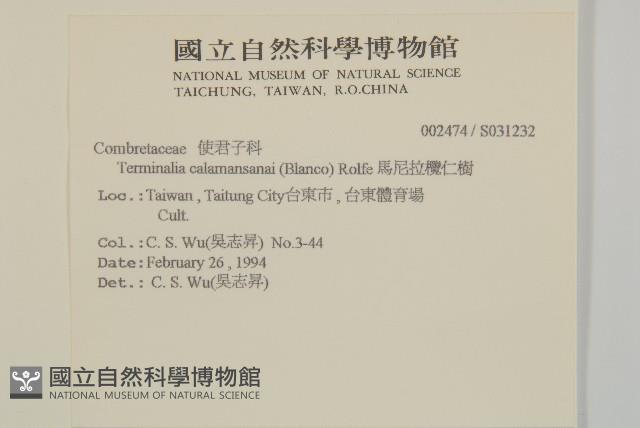 馬尼拉欖仁樹藏品圖，第2張