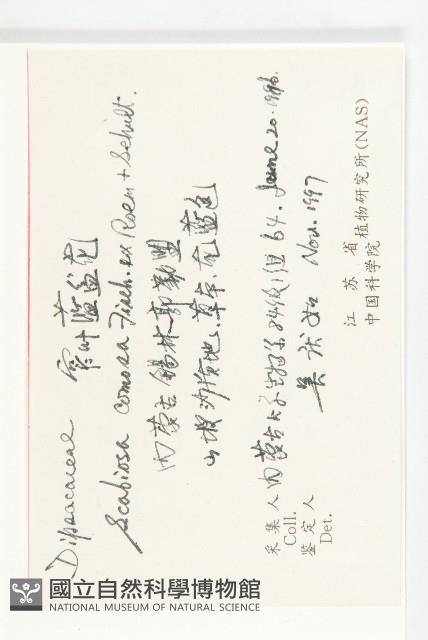 窄葉藍盆花藏品圖，第2張