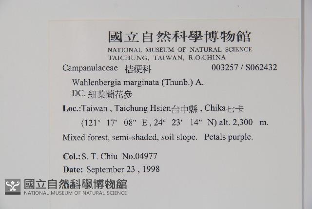 細葉蘭花參藏品圖，第2張