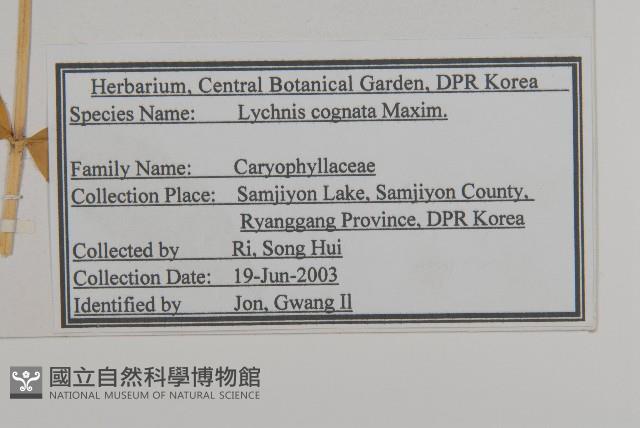 淺裂剪秋蘿藏品圖，第2張