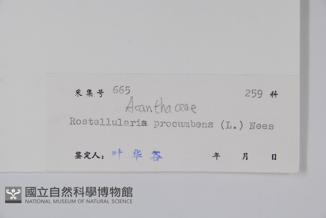 爵床、六角英藏品圖，第2張