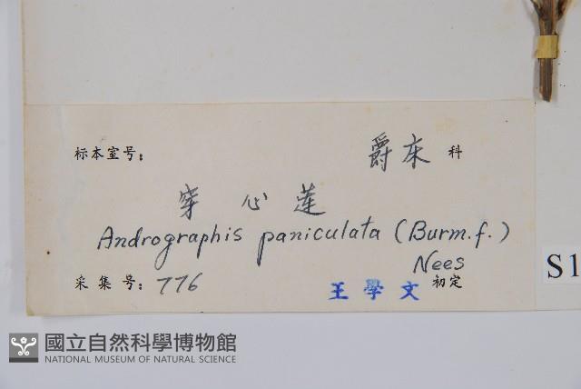 穿心蓮藏品圖，第2張