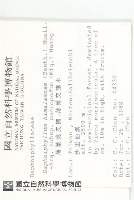 薄葉虎皮楠藏品圖，第2張