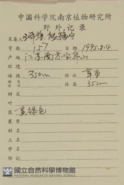 小葉藜藏品圖，第2張