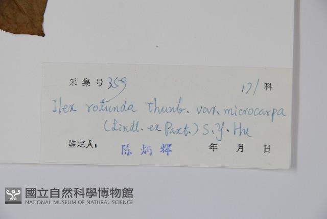 細果鐵冬青藏品圖，第2張