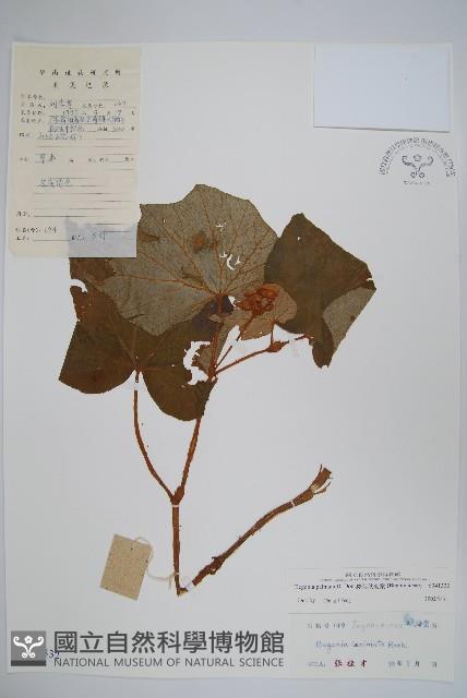 裂葉秋海棠藏品圖，第1張