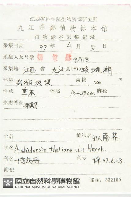 鼠耳芥藏品圖，第2張