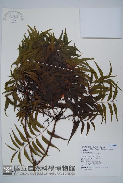 黃連木、爛心木藏品圖，第1張